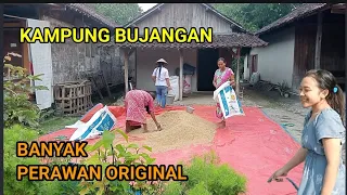 Kampung Anti Kawin Banjir Perawan Dan Jaka tua Desa Pojok klitih Pedalaman Jombang