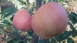 Самое дорогое яблоко в мире!!! Яблоня Секаи Ши (apple Sekai Ichi)  НОМЕР ОДИН В МИРЕ