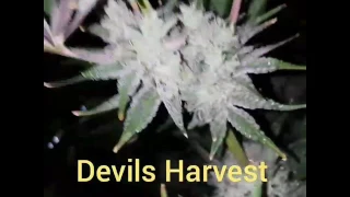 Devils harvest  (casey jones & strawberry sour diesel)THC CREW