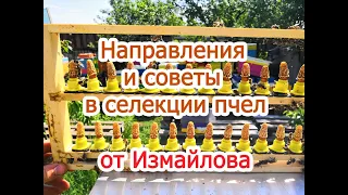 Направления и советы в селекции пчел от Измайлова