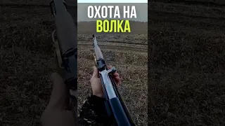 Выстрел с СКС в бегущего волка.  #охота #охотарыбалка #волк #волки