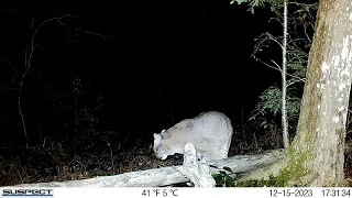 December on trail cam: Black bear, bobcat, red fox