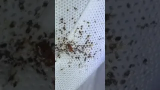 Bed Bug Nesting