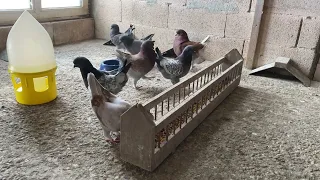 My Modena Pigeons Breeding - Amazing Fancy Pigeon ⁴ᴷ