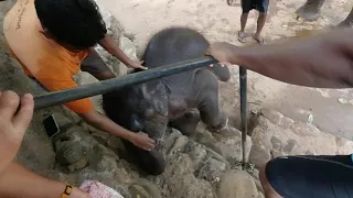 Слонёнок Дамбу любит играть Индия