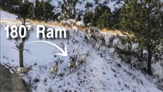 Missouri Breaks Bighorn Sheep Hunting! 180’ Ram at 200 yards (Day 3)