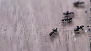 NJ Pest Moving Ants Background