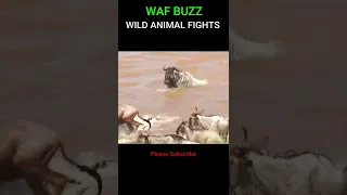 Great! Wildebeests Avoids Crocodile In River #shorts