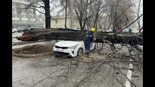 Гигантское дерево упало на автомобиль в Алматы