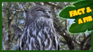 Two Facts and a Fib! | Barking Owl | The Wishmas Tree