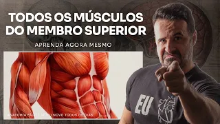 TODOS OS MÚSCULOS DO MEMBRO SUPERIOR - #anatomiafacil