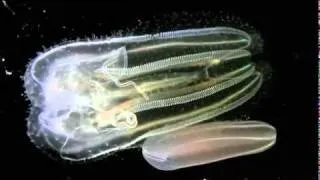 Tara Océans - Chroniques du plancton : Les Ctenophores (orgies de couleurs)