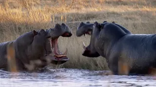 Eight Unmissable Hippo Moments | BBC Earth