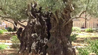 Израиль. Иерусалим. Gethsemane Garden. Jerusalem. Israel. Гефсиманский Сад и Церковь всех наций.