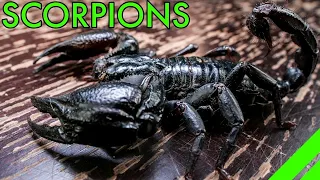 How To Keep the Asian Forest Scorpion Heterometrus Species Care