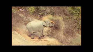 Rarest Wild Animals of Asia in HD Documentary 2017