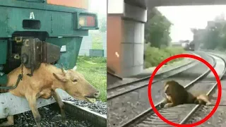 Animal hits by train | Train hit animals | Compilation