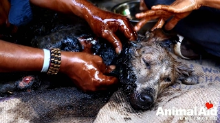 DOG COVERED IN TAR! AMAZING RESCUE