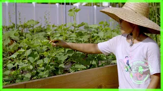 AMAZING growing techniques! See how to let sweet potato climb on trellis!