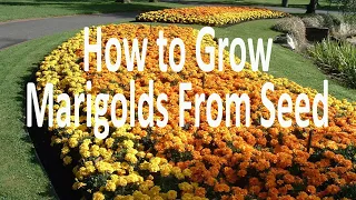 How to grow Marigolds from seed