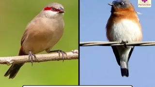 Parts of Birds - Feet And Claws | Environmental Studies Grade 3 | Periwinkle