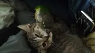 Green Cheek Conure preening and trying to feed a kitten