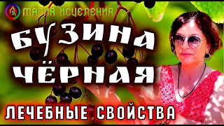 Бузина черная — полезные и лечебные свойства бузины | Бузина черная применение