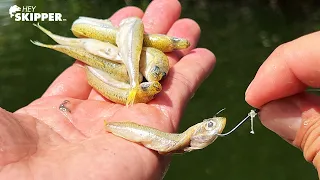 TINY! Bait starts FEEDING FRENZY! (Try this next time you go fishing!)