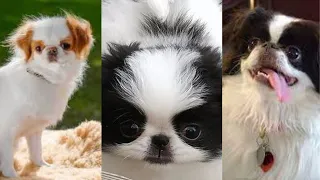 Japanese Chin | Funny and Cute dog video compilation in 2022