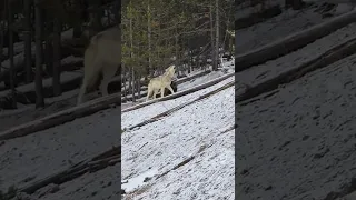 Yellowstone Wolves...an unforgettable encounter...