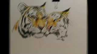 tiger  цветными карандашами