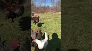 Mini Rooster Battle in slow motion…