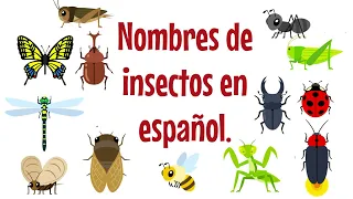 Nombres de insectos en español　※Lista de reproducción "Concept os basics de es pañol" recomendada