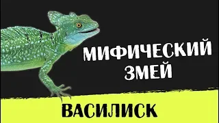 Содержание Шлемоносного василиска