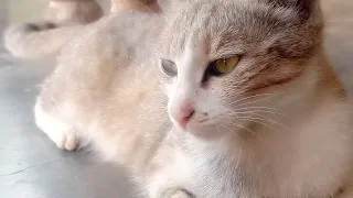 Brown Cat Funny Videos