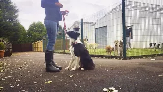Dog Training a Reactive Border Collie