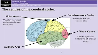 A-Level Psychology (AQA): Biopsychology - Localisation of Function in the Brain