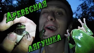 Дикая природа.Лягушка с присосками.Квакша обыкновенная.