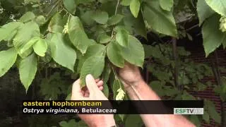 Trees with Don Leopold - eastern hophornbeam
