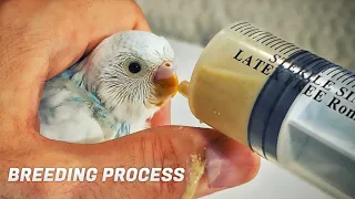 Complete Budgie Breeding process from Bonding to Taming Babies