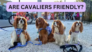 HOW CAVALIER KING CHARLES SPANIELS ACT AROUND OTHER DOGS