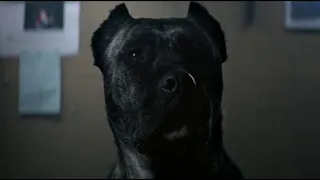 Killer dog chases Adrian Brody and John Malkovich - Epic scene from the movie Bullet Head