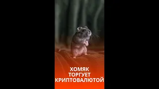 Хомяк помог хозяину разбогатеть с криптой #shorts