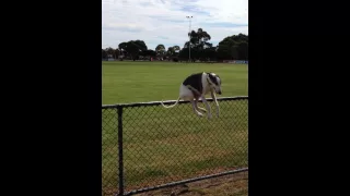 Whippet jumping fence