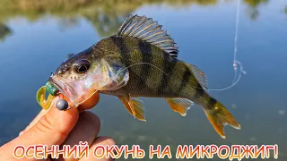 Сколько ЕГО тут??? Осенний окунь на микроджиг!