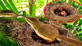 Bar-winged prinia Bird The male brings food to feed the female birds at the nest.#birds