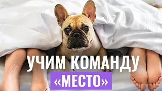 Команда “МЕСТО”: Как ВЫУЧИТЬ С СОБАКОЙ команду за считанные дни?