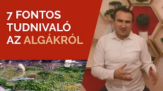 7 fontos tudnivaló a Mikroalgákról