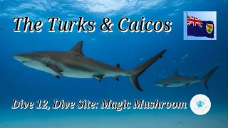 Scuba Diving Turks & Caicos, Dive 12,  Dive Site: Magic Mushroom