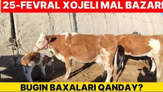 25-ФЕВРАЛЬ/2024/ХОЖЕЛИ МАЛ БАЗАР/СКОТНЫЙ РЫНОК/BUQALAR/BIGGEST BULLS IN THE WORLD/BIGG BULLS